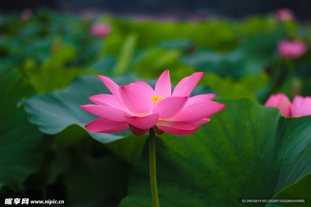 荷花