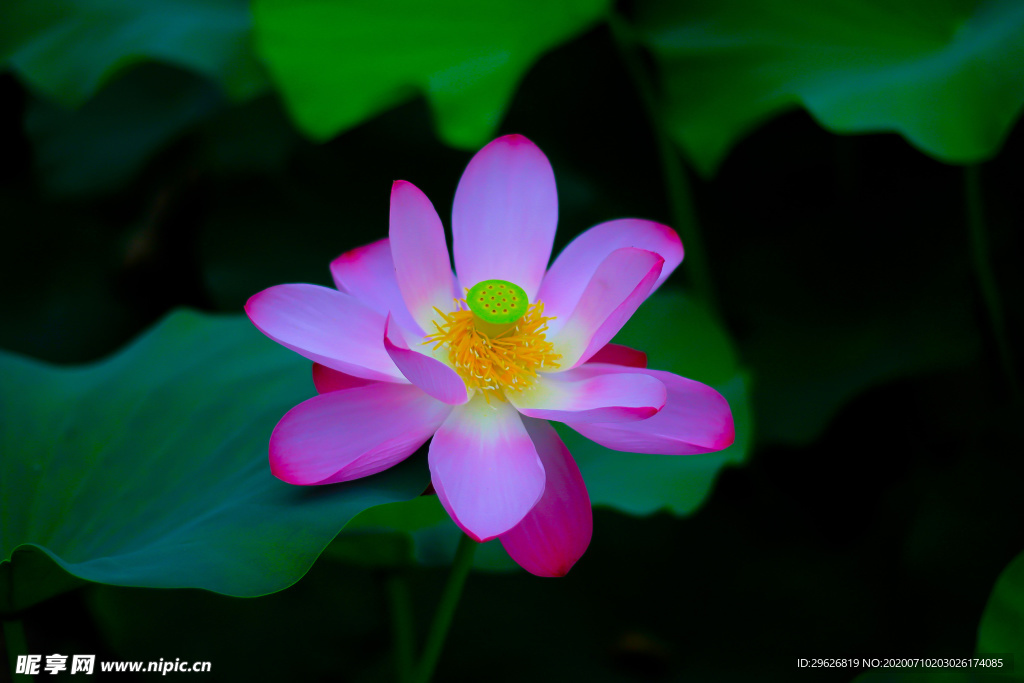 荷花