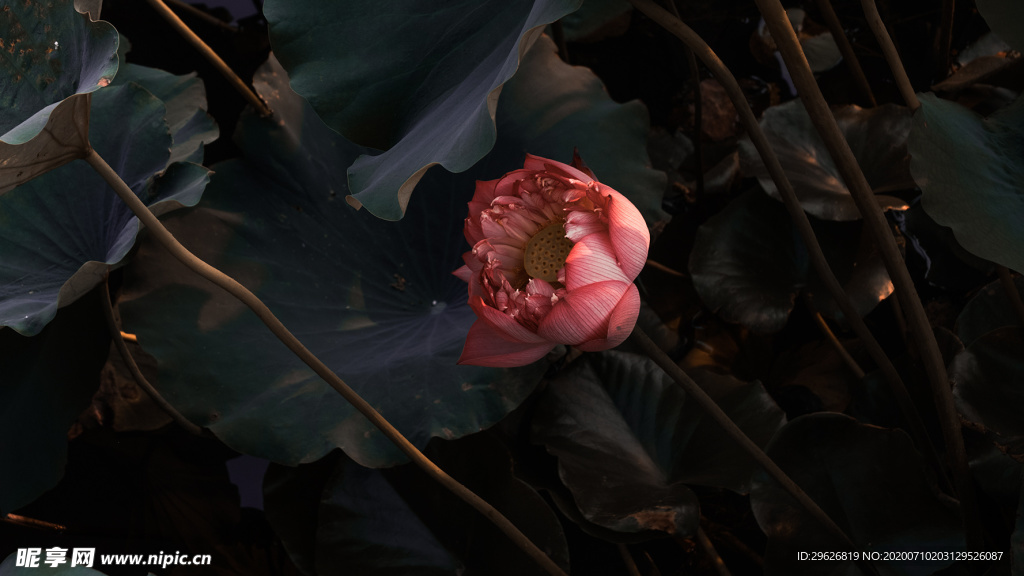 荷花