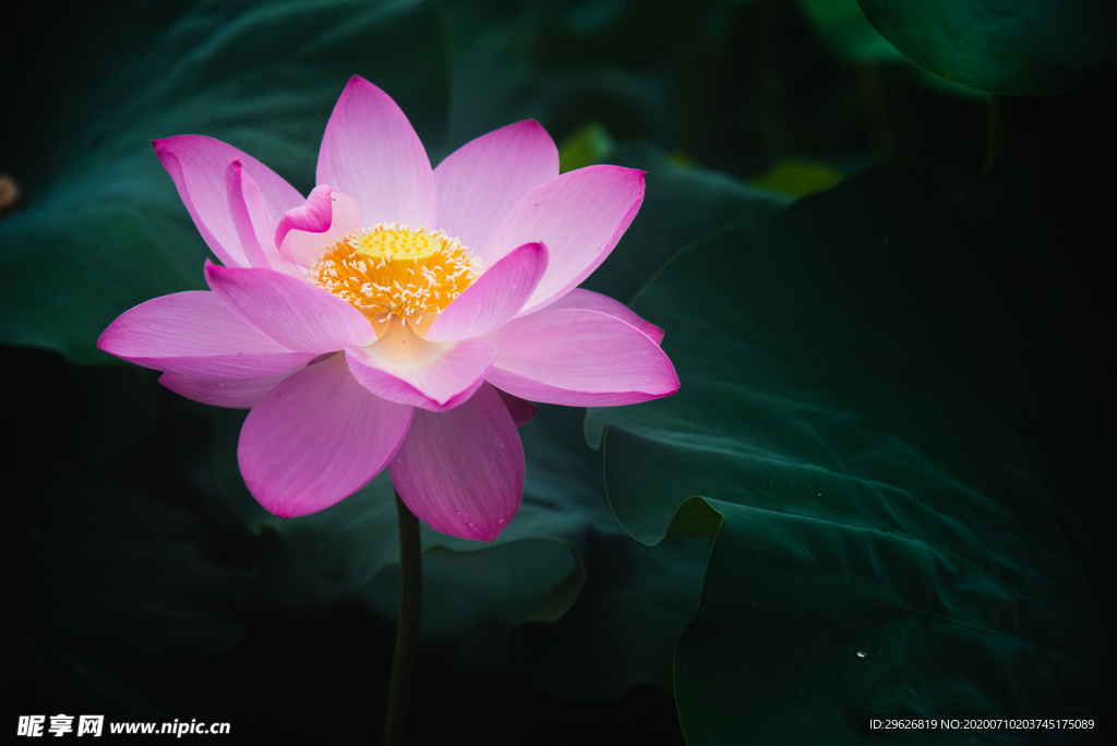 荷花