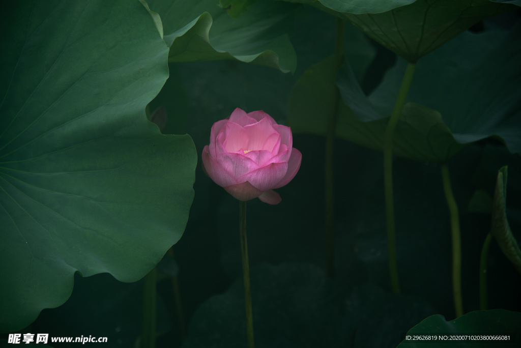 荷花