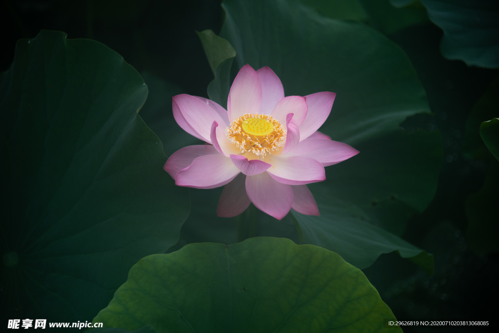 荷花