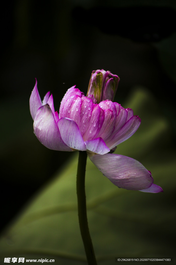 荷花