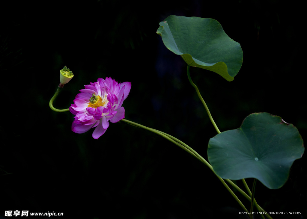 荷花
