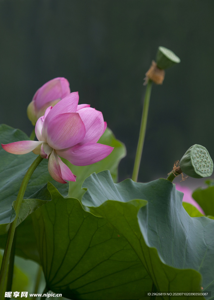 荷花