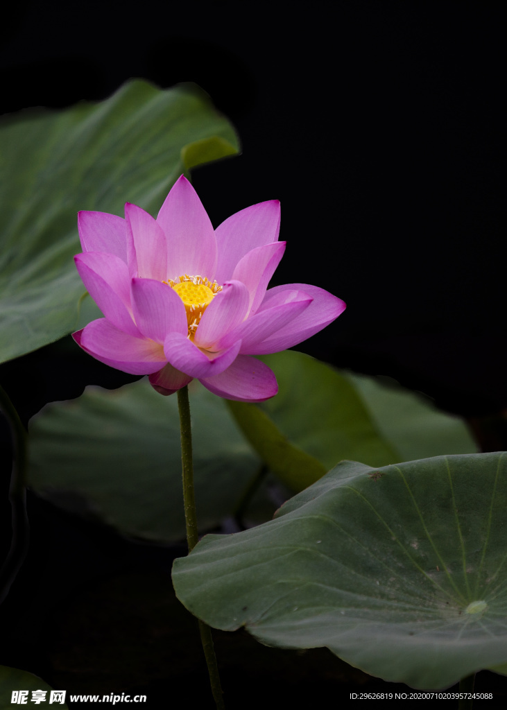 荷花