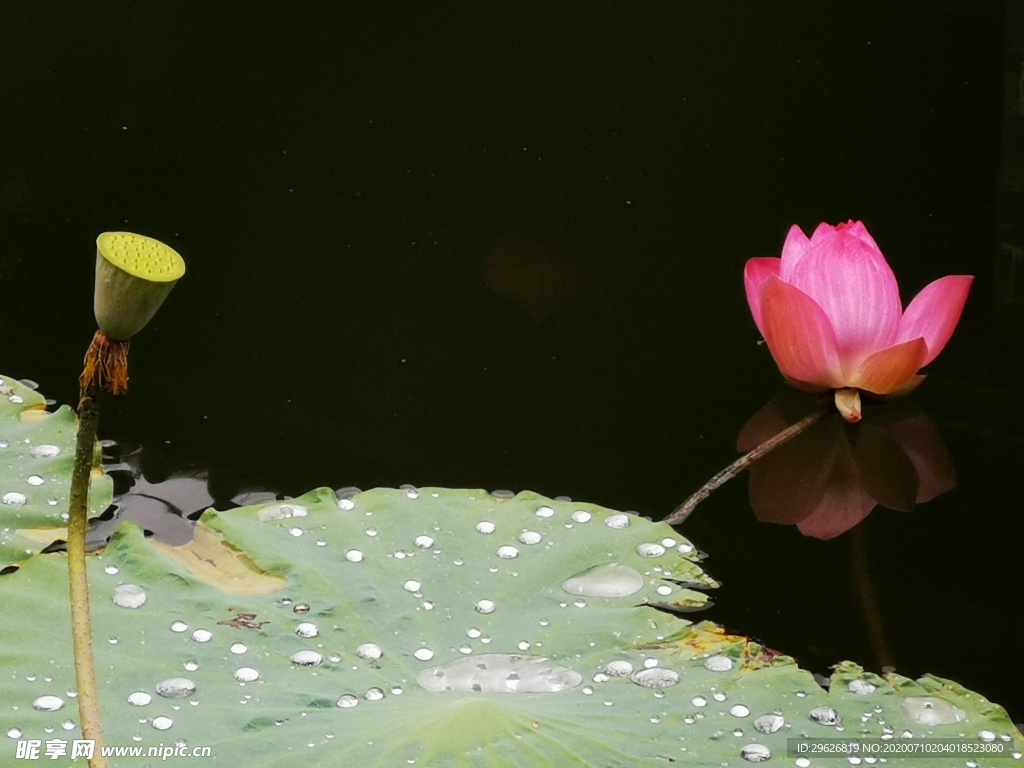 荷花