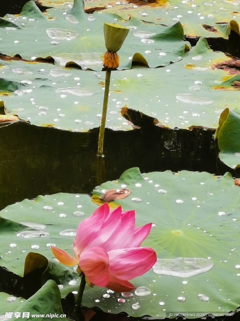 荷花