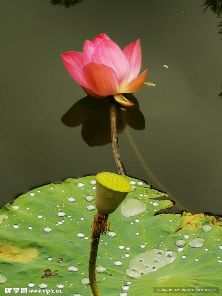 荷花