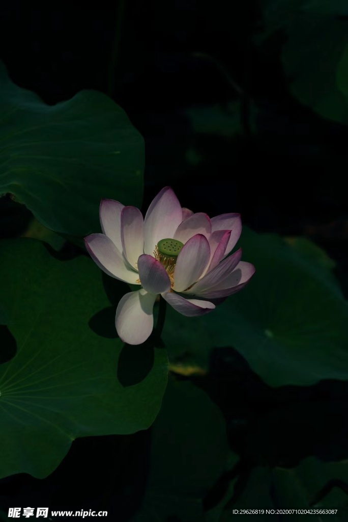 荷花