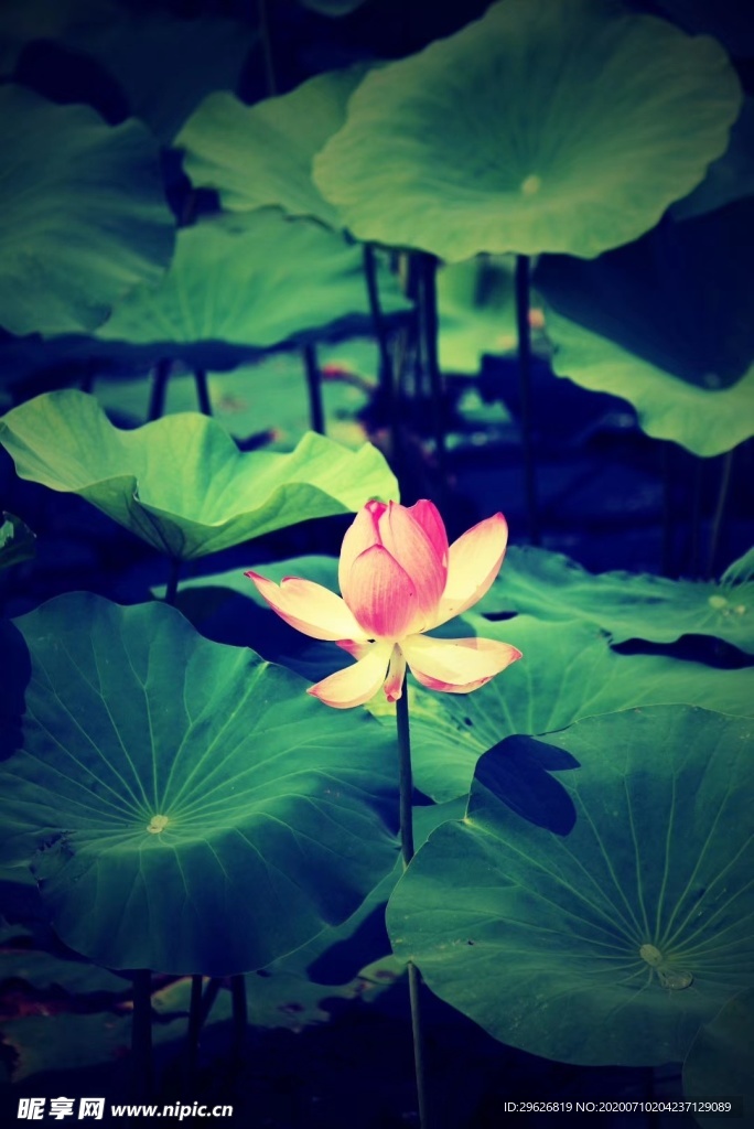 荷花