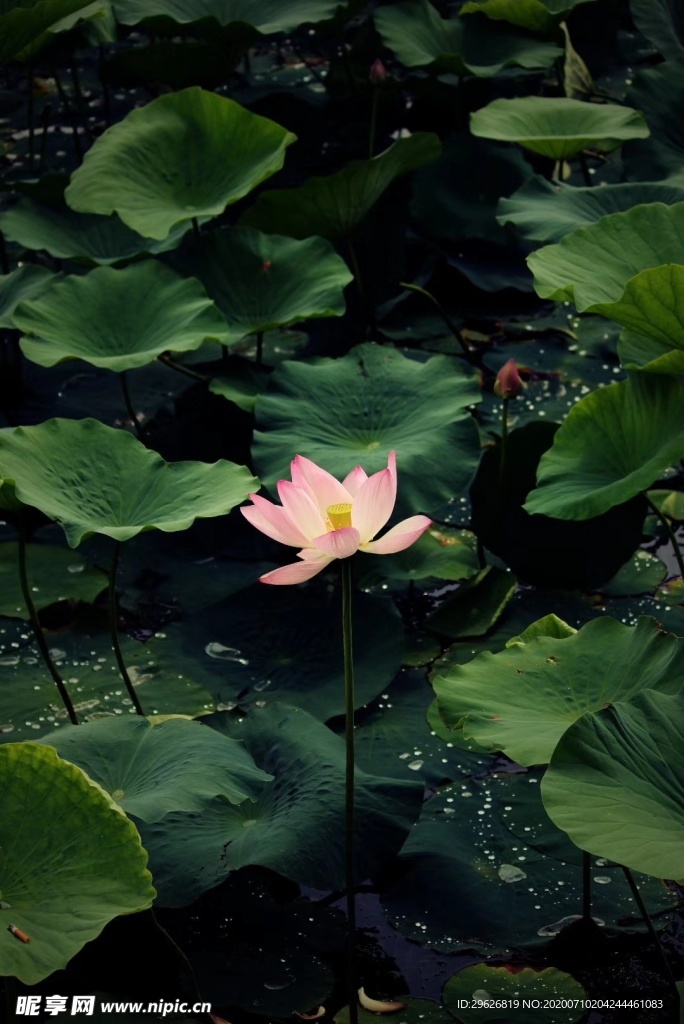 荷花