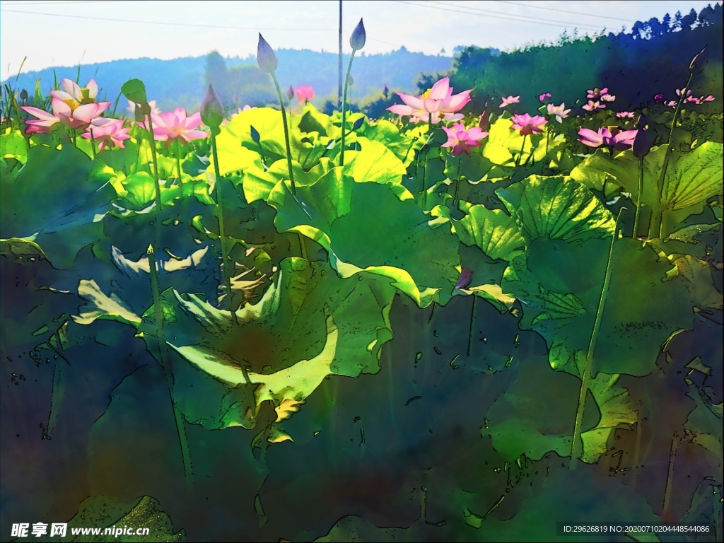 荷花