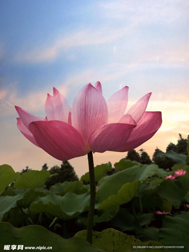 荷花