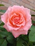 粉色玫瑰花