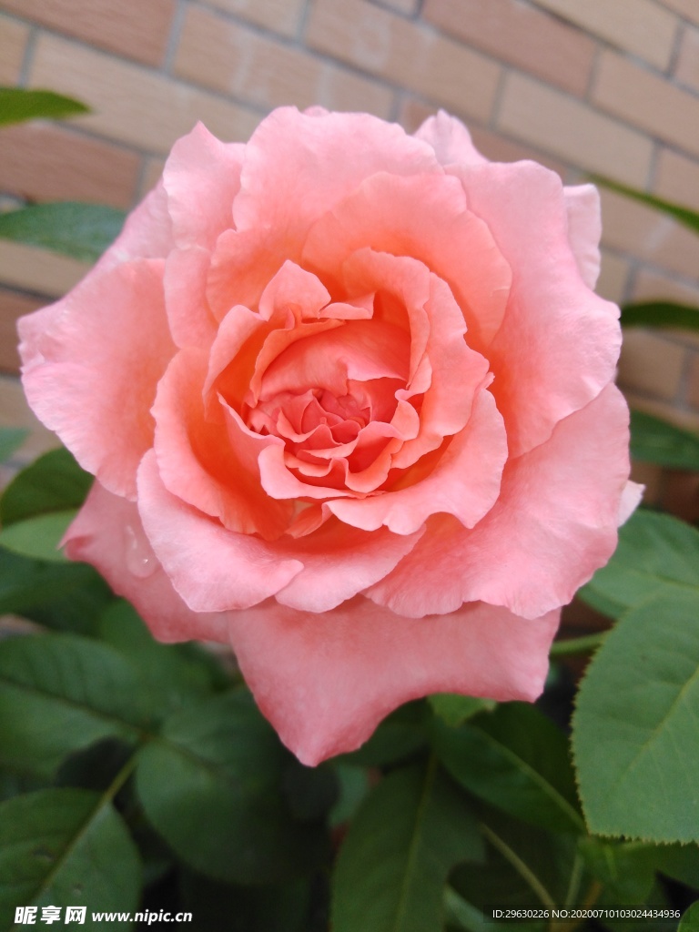 粉色玫瑰花
