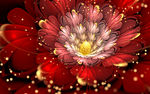 金色菊花