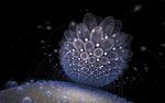 流星花纹