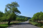 柏油马路