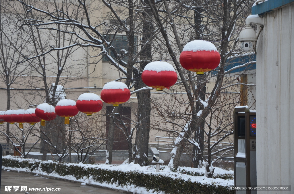 雪后的红灯笼