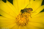 蜜蜂与雏菊