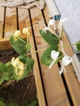 金银花