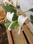 金银花