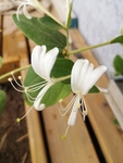 金银花