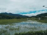 梅雨