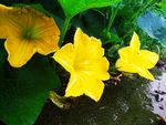 南瓜花