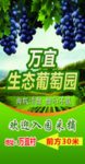 葡萄 绿色
