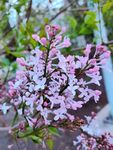 丁香花