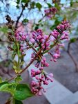 丁香花