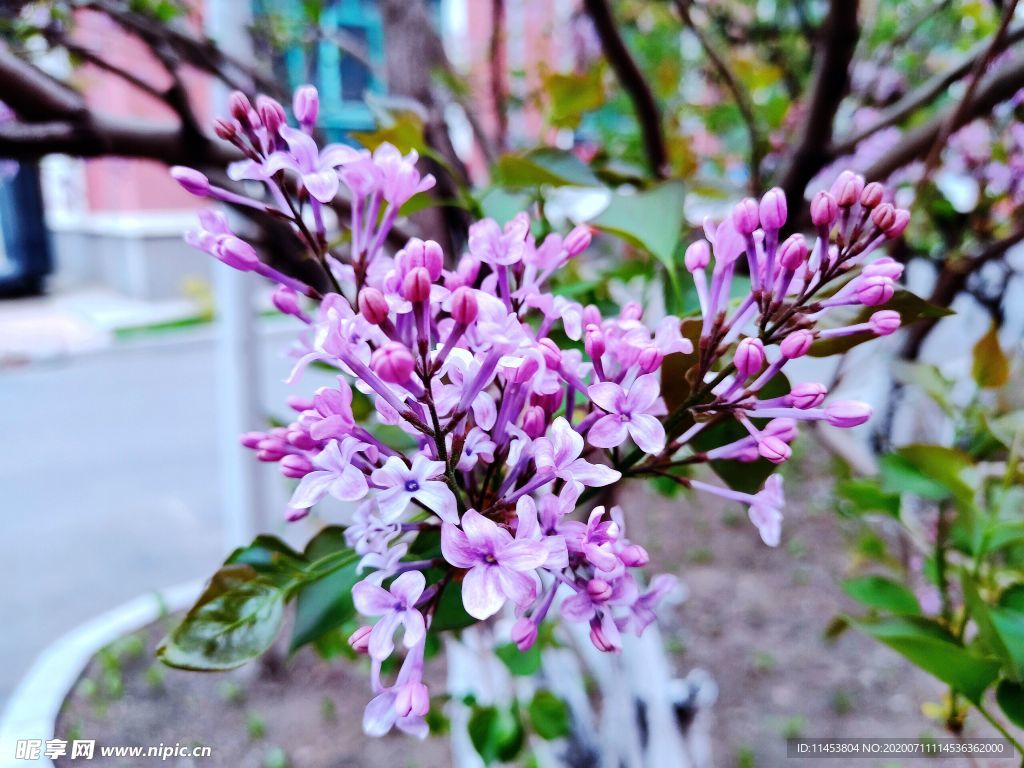 丁香花