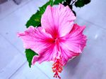 朱槿花