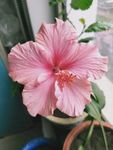 朱槿花