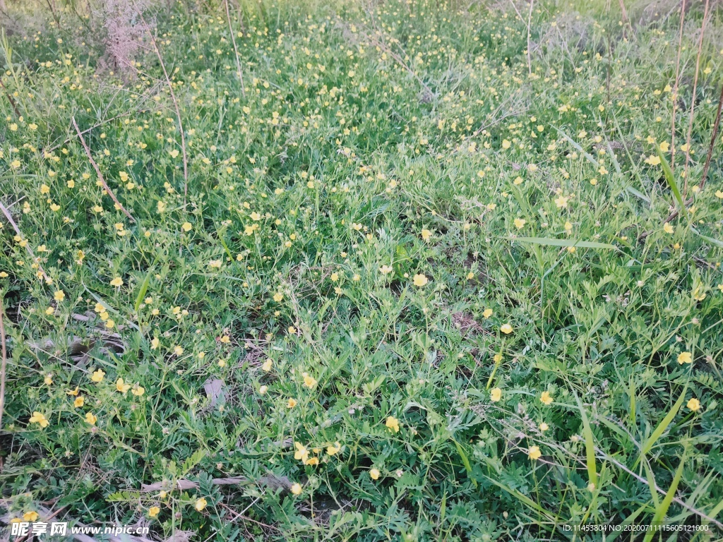 野花