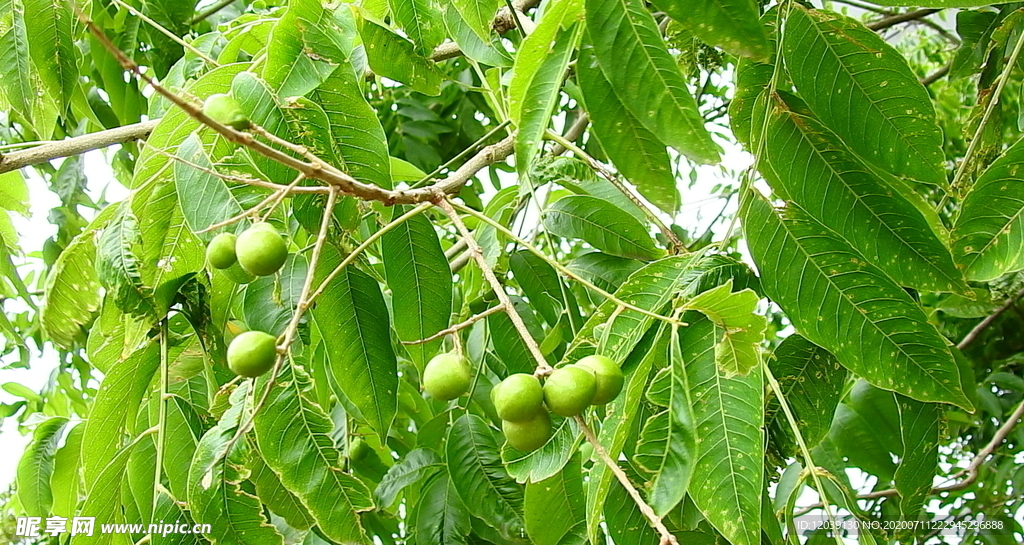 无患子植物实拍视频