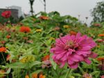 百日菊