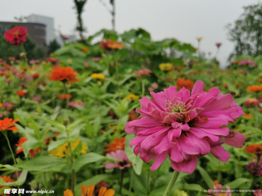 百日菊