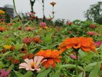百日菊