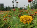 百日菊