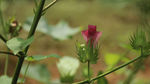 棉花花