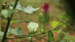 棉花花