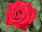 玫瑰花