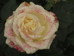 玫瑰花