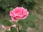 玫瑰花