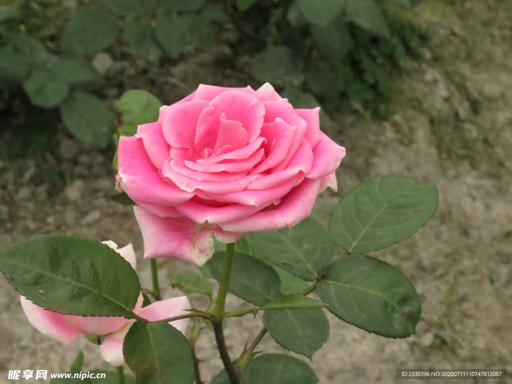 玫瑰花