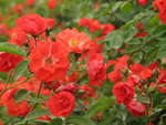 玫瑰花