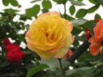玫瑰花